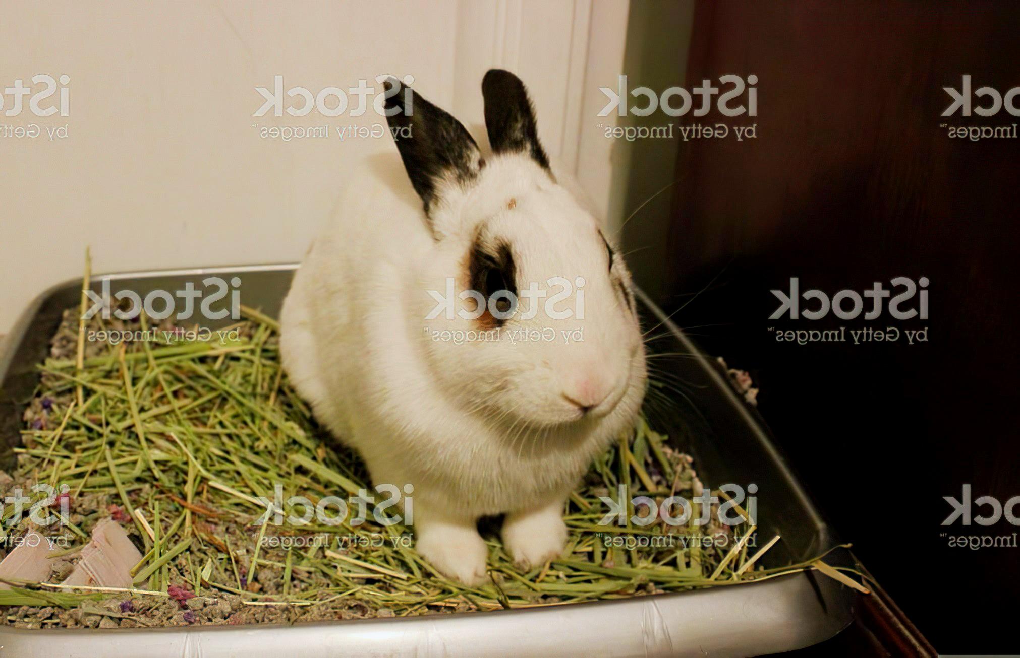 rabbit in litter box