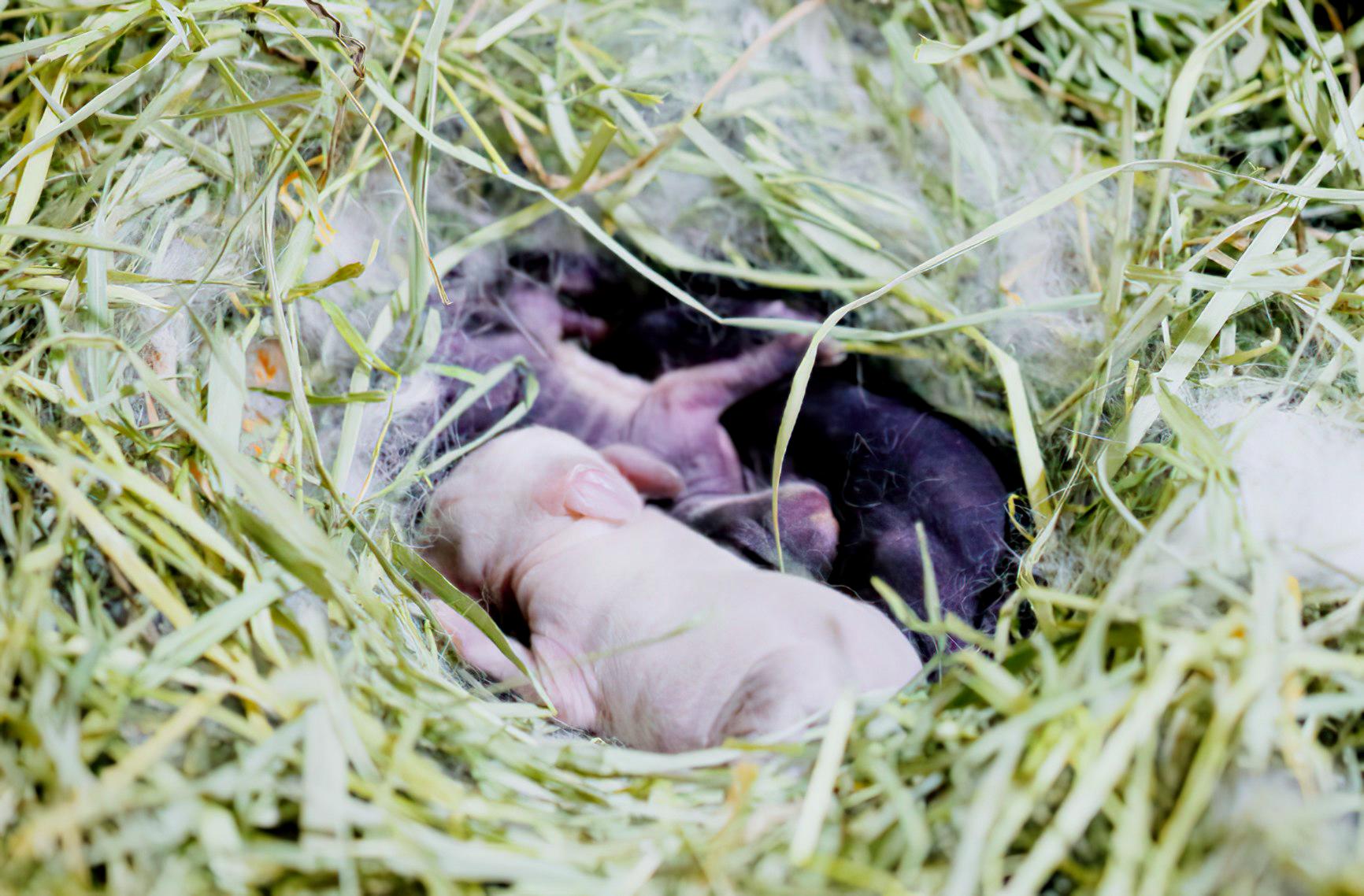 baby rabbits