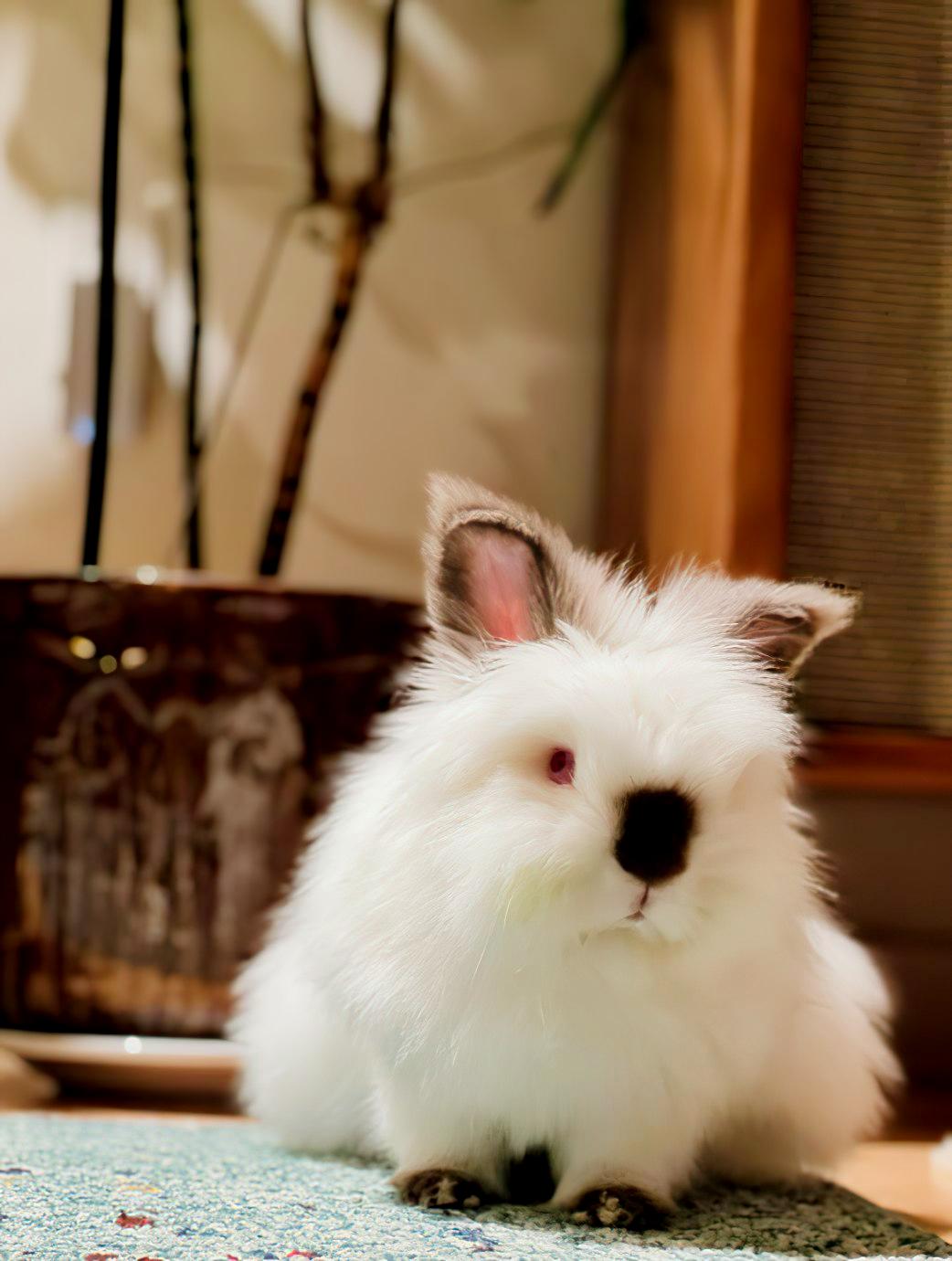 lionhead rabbit