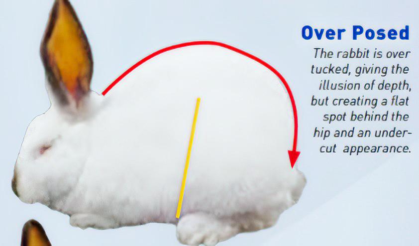 over-posed rabbit photo
