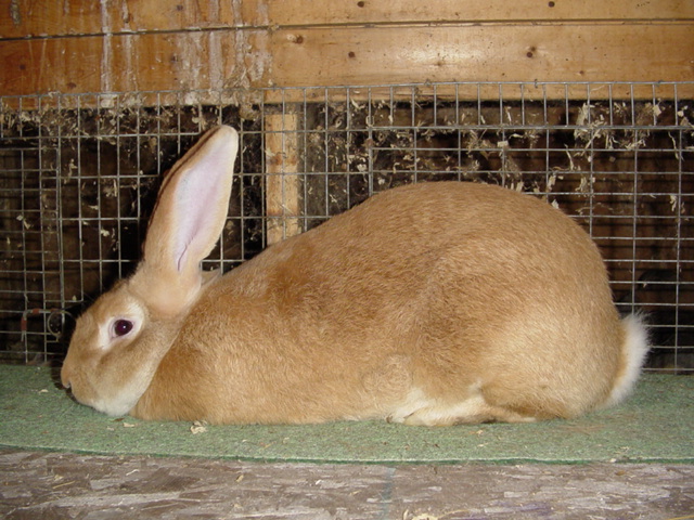 Flemish-Giant-Rabbit-…01