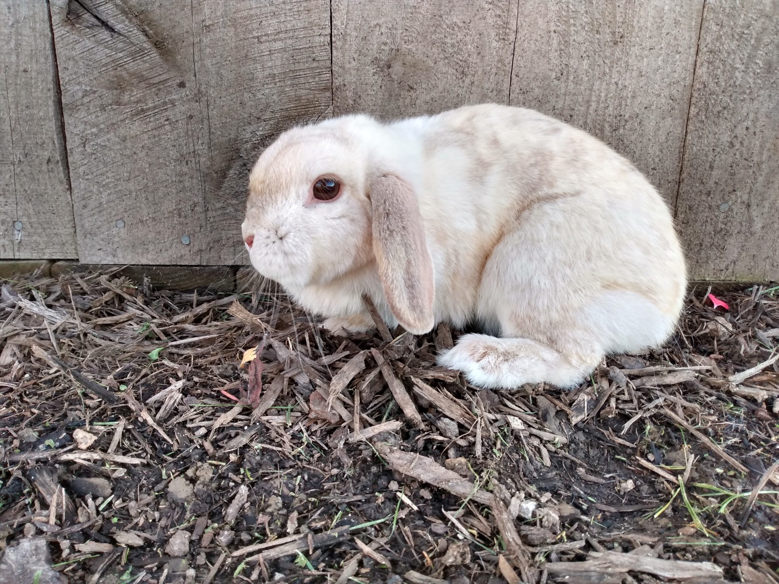 Red New Zealand rabbits Rabbits for Sale