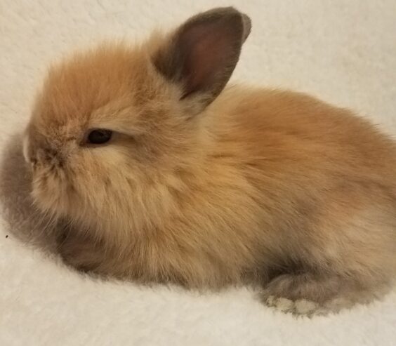 bunny-1-2
