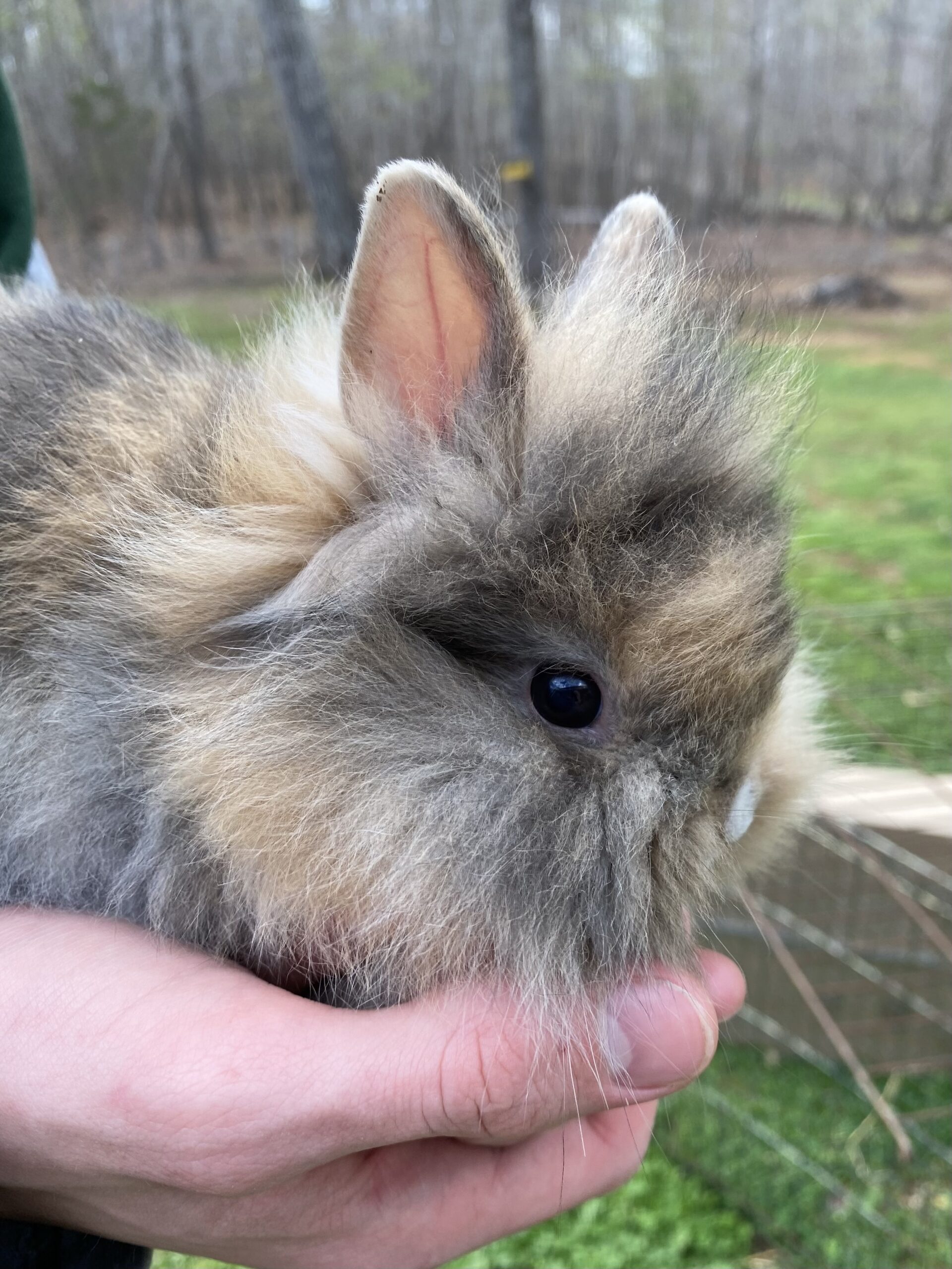 How To Draw A Lionhead Bunny Lionhead Bunny Rabbit Dr - vrogue.co