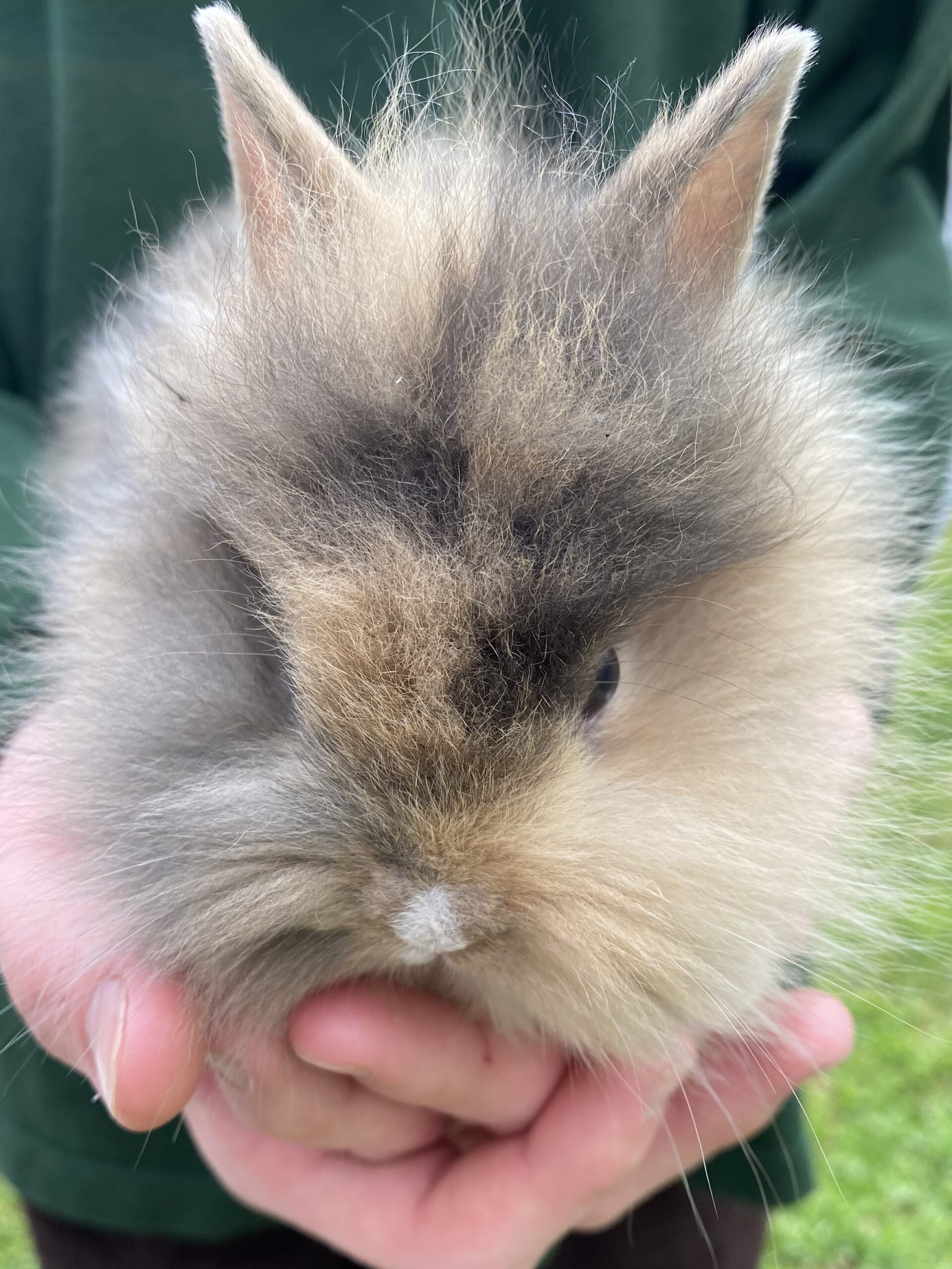 Baby Lionhead rabbit โ Rabbits for Sale