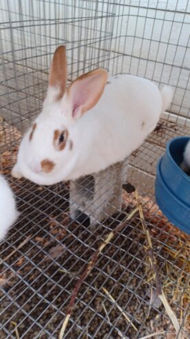 rabbits2
